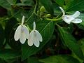 Snake Jasmine